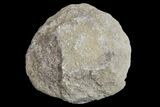 Silurain Fossil Sponge (Astraeospongia) - Tennessee #174233-1